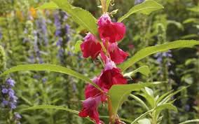 Image result for Impatiens balsamina