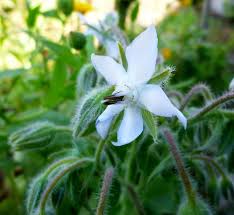 Attēlu rezultāti vaicājumam “Borago officinalis flower”