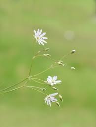 Attēlu rezultāti vaicājumam “Stellaria graminea flower”