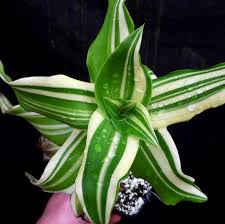 Attēlu rezultāti vaicājumam “Commelinaceae”