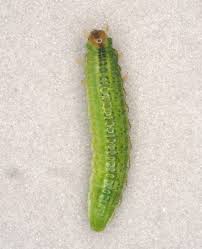 Attēlu rezultāti vaicājumam “Arge ustulata”