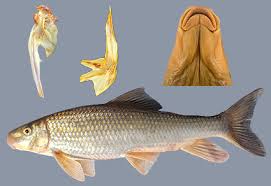 Image result for Moxostoma hubbsi