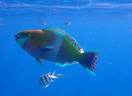 Image result for Scarus ferrugineus