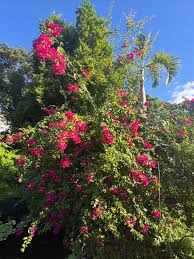 Attēlu rezultāti vaicājumam “Weissia squarrosa”