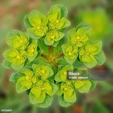 Attēlu rezultāti vaicājumam “Euphorbia helioscopia leaf”