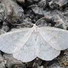 Attēlu rezultāti vaicājumam “Cabera exanthemata”