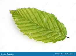 Attēlu rezultāti vaicājumam “Carpinus betulus leaf”