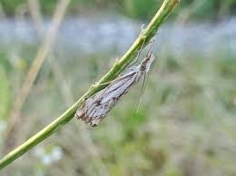 Attēlu rezultāti vaicājumam “Catoptria falsella”