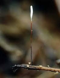 Attēlu rezultāti vaicājumam “Typhula erythropus”