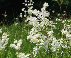 Image result for Filipendula vulgaris
