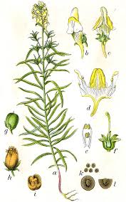 Attēlu rezultāti vaicājumam “Linaria vulgaris leaf”