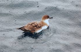 Image result for Puffinus gravis