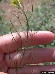 Attēlu rezultāti vaicājumam “Sisymbrium loeselii flower”