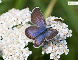 Attēlu rezultāti vaicājumam “Plebejus idas underside”