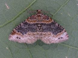 Attēlu rezultāti vaicājumam “Xanthorhoe ferrugata”