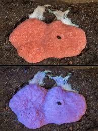 Attēlu rezultāti vaicājumam “Tubiferaceae”