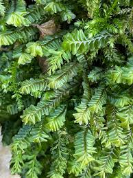 Attēlu rezultāti vaicājumam “Plagiochila asplenioides”