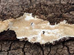 Attēlu rezultāti vaicājumam “Oxyporus corticola”