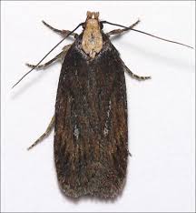 Attēlu rezultāti vaicājumam “Depressaria olerella”