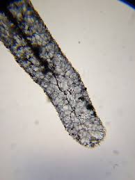 Attēlu rezultāti vaicājumam “Stemonitis marjana macro”