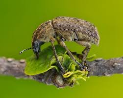 Attēlu rezultāti vaicājumam “Anthribidae”