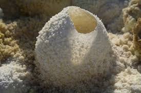 Attēlu rezultāti vaicājumam “Fuligo septica var. candida macro”