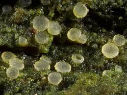 Attēlu rezultāti vaicājumam “Coenogonium pineti”