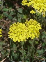 Image result for Alyssum diffusum