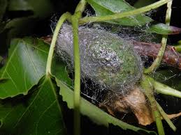 Attēlu rezultāti vaicājumam “Saturnia pavonia eggs”