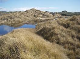 Attēlu rezultāti vaicājumam “Ammophila arenaria”