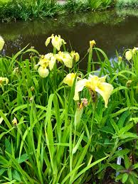 Attēlu rezultāti vaicājumam “Iris pseudacorus”