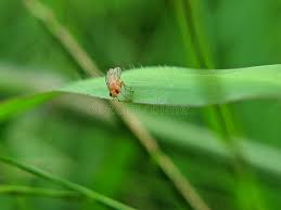 Attēlu rezultāti vaicājumam “Phytomyza ranunculi”