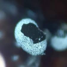 Attēlu rezultāti vaicājumam “Physarum straminipes”