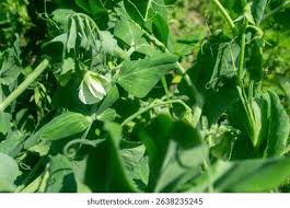 Attēlu rezultāti vaicājumam “Pisum sativum leaf”