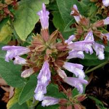 Attēlu rezultāti vaicājumam “Salvia verticillata leaf”