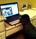 Dating Has Gone to the Dogs! | EllenTV.