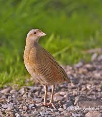 Attēlu rezultāti vaicājumam “Crex crex nest”