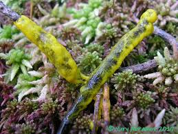 Attēlu rezultāti vaicājumam “Badhamia lilacina”