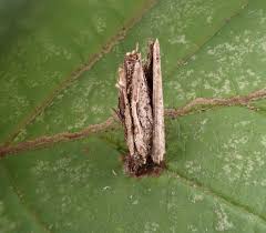 Attēlu rezultāti vaicājumam “Psyche casta larva”