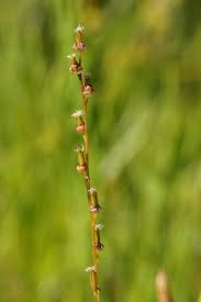 Attēlu rezultāti vaicājumam “Triglochin palustre”