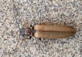 Attēlu rezultāti vaicājumam “Denticollis linearis”