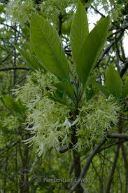 Attēlu rezultāti vaicājumam “Chionanthus virginicus leaf”
