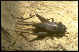 Attēlu rezultāti vaicājumam “Gryllus domesticus”