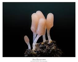 Attēlu rezultāti vaicājumam “Hemitrichia decipiens macro”