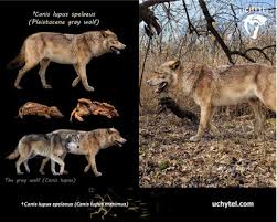 Attēlu rezultāti vaicājumam “Canis lupus”