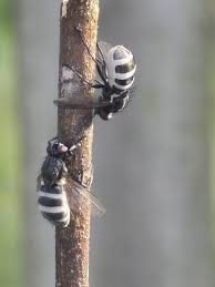 Attēlu rezultāti vaicājumam “Entomophthora”