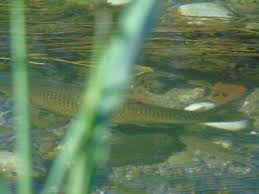 Image result for Squalius vardarensis