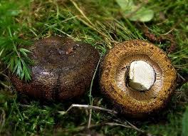 Attēlu rezultāti vaicājumam “Lactarius necator”