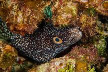 Image result for Gymnothorax moringa