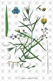 Attēlu rezultāti vaicājumam “Veronica scutellata fruit”